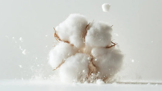 Cotton Pima/Supima là gì? Đẳng cấp của sự mềm mại.