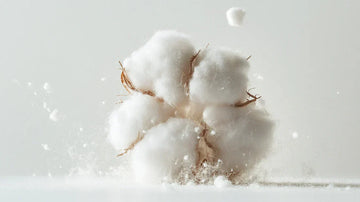 Cotton Pima/Supima là gì? Đẳng cấp của sự mềm mại.