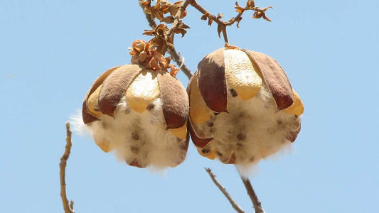 Vải Kapok (bông gạo) - Loại sợi tự nhiên nhẹ nhất thế giới.