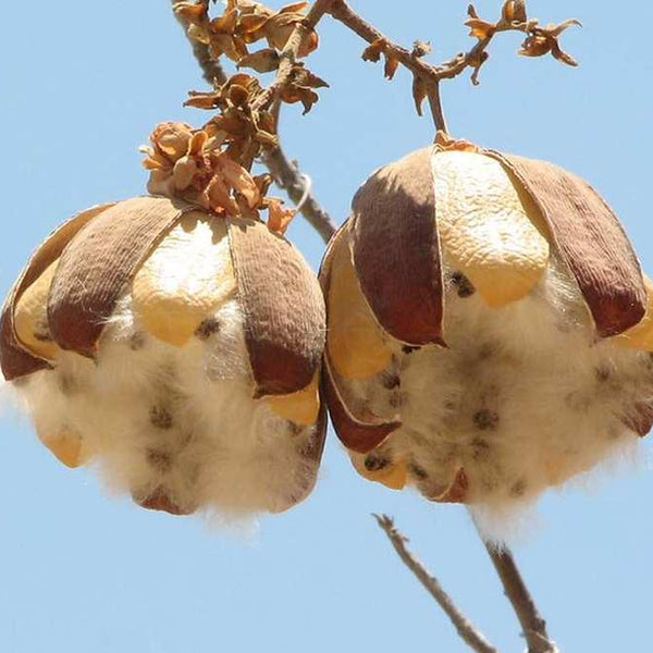 Vải Kapok (bông gạo) - Loại sợi tự nhiên nhẹ nhất thế giới.