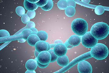 Vải sinh học từ vi khuẩn và nấm men.