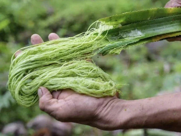 Vải sợi dứa (Pinatex) - Da thuộc thuần chay từ lá dứa.